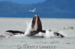 Bubblenet feeding in South East Alaska - Humpback whales by Thierry Lannoy 
